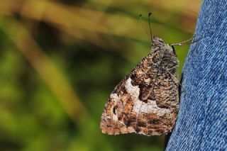Byk Karamelek (Hipparchia syriaca)