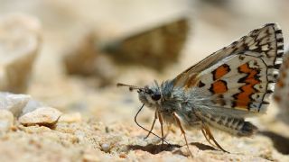 Sarbandl Zpzp (Pyrgus sidae)