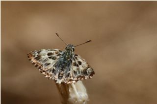 ark Zpzp (Carcharodus orientalis)