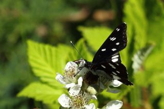 Akdeniz Hanmeli Kelebei (Limenitis reducta)