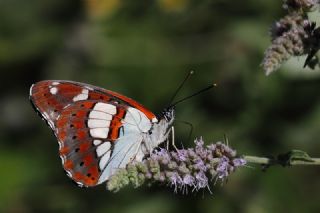 Akdeniz Hanmeli Kelebei (Limenitis reducta)