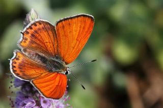 Kk Ate Gzeli (Lycaena thersamon)