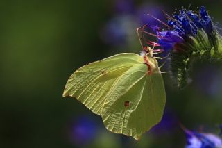 Orakkanat (Gonepteryx rhamni)