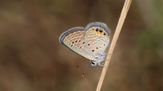 Mcevher Kelebei (Chilades trochylus)