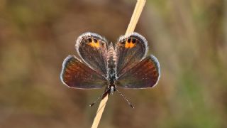 Mcevher Kelebei (Chilades trochylus)