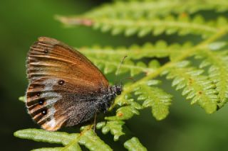 Funda Zpzp Perisi (Coenonympha arcania)