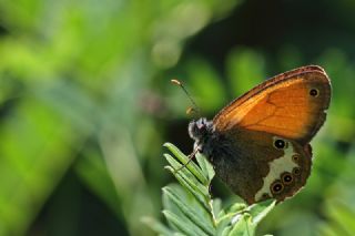 Funda Zpzp Perisi (Coenonympha arcania)