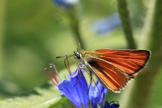 Sar Antenli Zpzp (Thymelicus sylvestris)