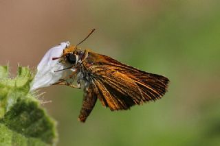 Sar Antenli Zpzp (Thymelicus sylvestris)