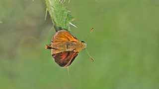 Orman Zpzp (Ochlodes sylvanus)