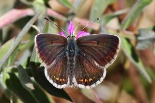 okgzl Orman Esmeri (Aricia artaxerxes)