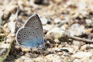 okgzl Amanda (Polyommatus amandus)