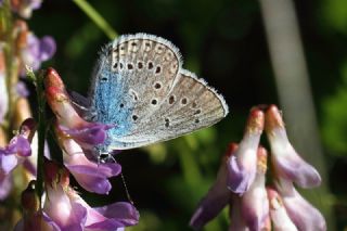 okgzl Amanda (Polyommatus amandus)