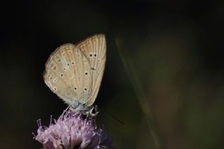 Anormal �okg�zl�&nbsp;(Polyommatus&nbsp;admetus)