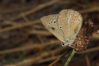 Anormal okgzl (Polyommatus admetus)