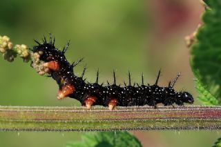 Tavus Kelebe�i&nbsp;(Inachis&nbsp;io)