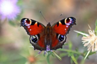 Tavus Kelebe�i&nbsp;(Inachis&nbsp;io)