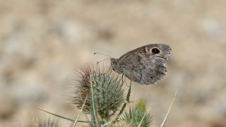 Aa Karamelei (Hipparchia statilinus)