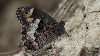 Byk Karamelek (Hipparchia syriaca)