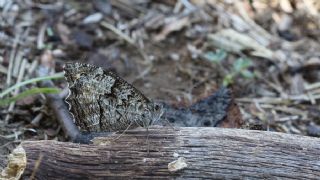 Byk Karamelek (Hipparchia syriaca)