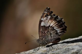 Byk Karamelek (Hipparchia syriaca)
