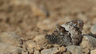 B�y�k Karamelek&nbsp;(Hipparchia&nbsp;syriaca)