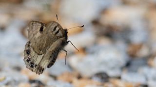 Yalanc� Apollo&nbsp;(Archon&nbsp;apollinus)