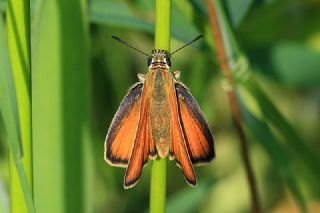 Siyah Antenli Z�pz�p&nbsp;(Thymelicus&nbsp;lineolus)