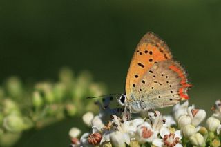 Osmanl Atei (Lycaena ottomanus)