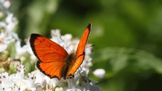 Osmanl Atei (Lycaena ottomanus)