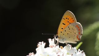 Osmanl Atei (Lycaena ottomanus)