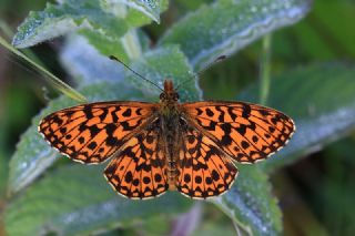 Morinci&nbsp;(Clossiana&nbsp;dia)