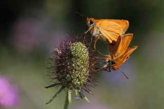 Sar� Antenli Z�pz�p&nbsp;(Thymelicus&nbsp;sylvestris)