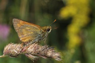 Orman Zpzp (Ochlodes sylvanus)