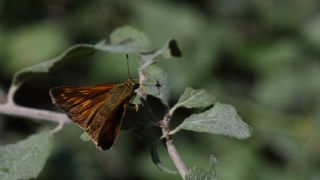Orman Zpzp (Ochlodes sylvanus)