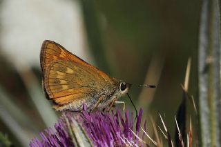Orman Zpzp (Ochlodes sylvanus)