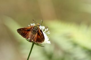 Orman Zpzp (Ochlodes sylvanus)