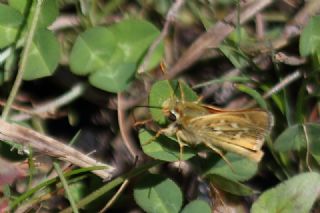 Gm Benekli Zpzp (Hesperia comma)