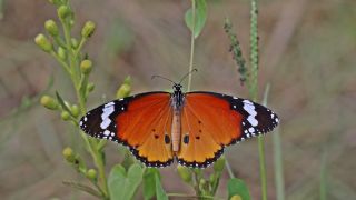 Sultan (Danaus chrysippus)