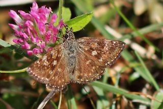 Pasl Zpzp (Erynnis tages)