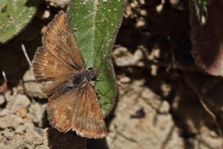 Pasl Zpzp (Erynnis tages)