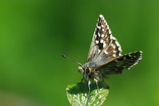 Ebegmeci Zpzp (Pyrgus malvae)