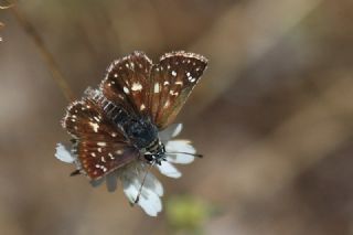 Kzl Zpzp (Spialia orbifer)