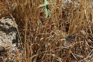 Sar� Bandl� Z�pz�p&nbsp;(Pyrgus&nbsp;sidae)