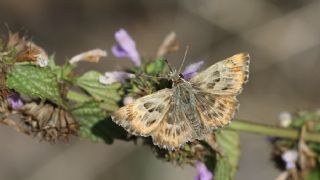 Hatmi Zpzp (Carcharodus alceae)