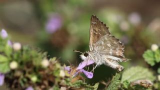 Hatmi Zpzp (Carcharodus alceae)