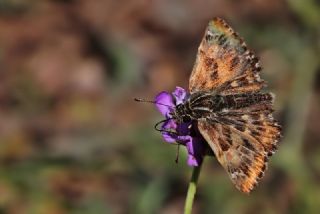 Hatmi Zpzp (Carcharodus alceae)