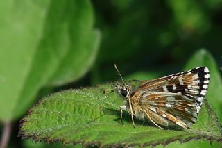 Ebegmeci Zpzp (Pyrgus malvae)