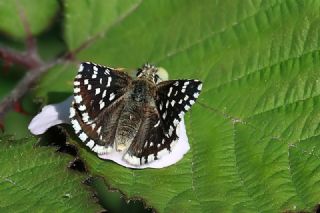 Ebegmeci Zpzp (Pyrgus malvae)