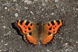 Karaa�a� Nimfalisi&nbsp;(Inachis&nbsp;polychloros)